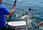 Rehabilitated sea turtle returning to the ocean