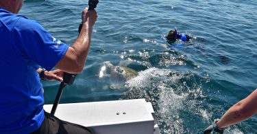 Rehabilitated sea turtle returning to the ocean