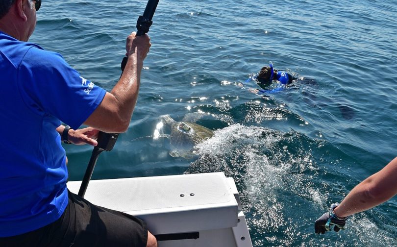Rehabilitated sea turtle returning to the ocean